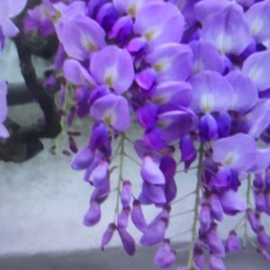 Meet your Posher, Daphne